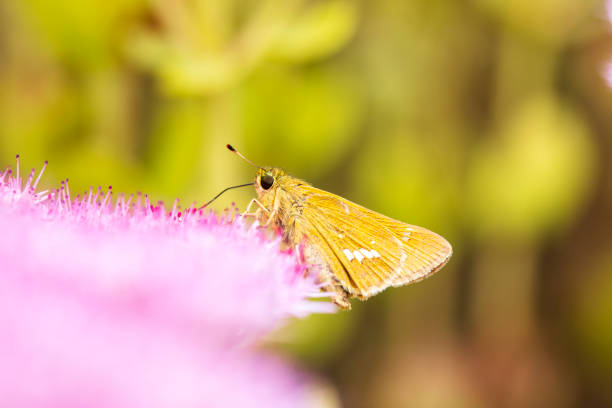 Parnara guttata Bremeret Grey, Rice skipper butterfly, A butterfly is on the flower