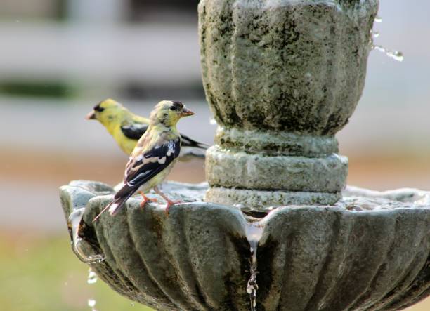 istock American Goldfinch Taking A Bath 1647639662