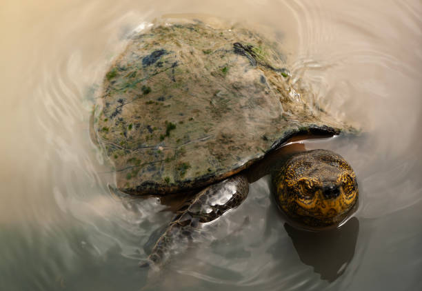 A turtle swimming in murky water of a pond in Thailand, Chang Mai stock photo