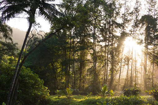 Morning scene of golden sunlight shining through tall trees in natural parkland.