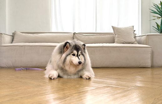 An obedient canine patiently seated on a room floor, comfortable couch settled behind it.