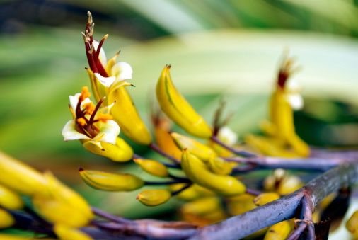 Frangipani flowers in bloom on a rainy Summer day in the garden at Woy Woy, NSW, Australia