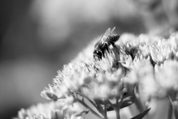 istock Wild bee on flower with nectar blooming in field countryside 1647657532