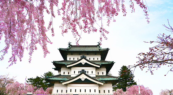 Hirosaki, Japan - 2023, 20 April : Hirosaki castle and Cherry blossom blooming in Spring season of Hirosaki city in Japan.