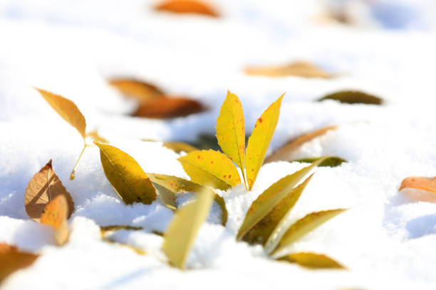 Photo of a chestnut tree leaf on the branch. Photo is taken after a snowfall. There is snow on the leaf. Photo is like symbol for late autumn or early winter.