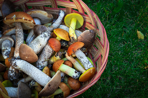 Brown wicker  basket full of yellow boletes (Hemileccinum subglabripes), birch boletes (Leccinum scabrum) and  orange-capped boletes (Leccinum aurantiacum) is on the forest ground in green grass.