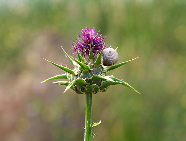 thistle flower thistle ,slug bristlethistle stock pictures, royalty-free photos & images