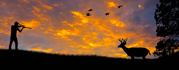 7,200+ Deer In Sunset Stock Photos, Pictures & Royalty-Free Images