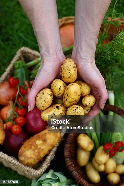 Новый Картофель В Руки — стоковые фотографии и другие картинки Вертикальный - Вертикальный, Еда, Еда и напитки