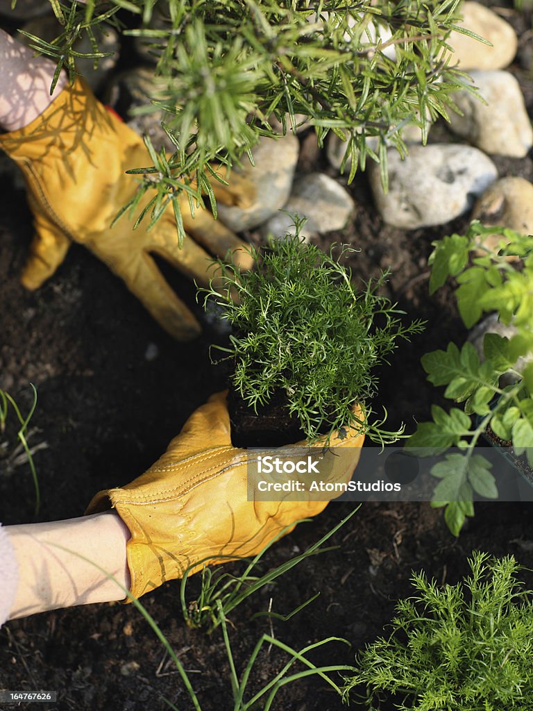 Chamomile plant in herb garden Gardener firms the compost around freshly planted Chamomile plant. Chamomile Plant Stock Photo
