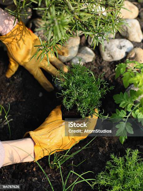 Chamomile Plant In Herb Garden Stock Photo - Download Image Now - Chamomile Plant, Compost, Color Image
