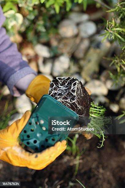 Chamomile Plant Roots Stock Photo - Download Image Now - Chamomile Plant, Color Image, Copy Space