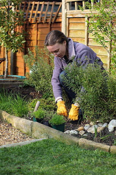 istock Woman weeding in herb garden. 164767637