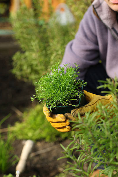 istock Gardener holds Chamomile plant 164767640