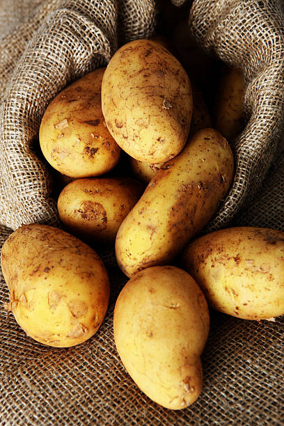 istock Sack of white washed potatoes spiking out 164768841