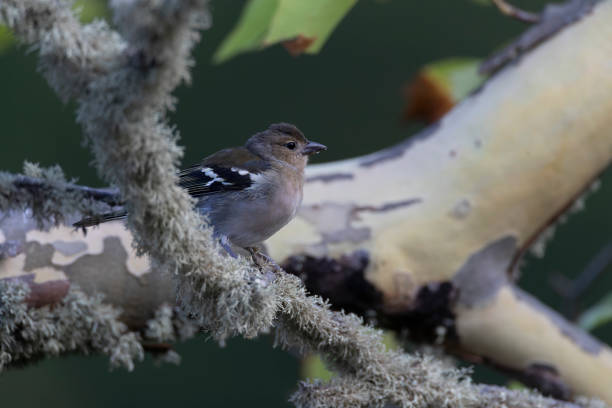 istock Madeira Chaffinch, Fringilla maderensis 1647693191