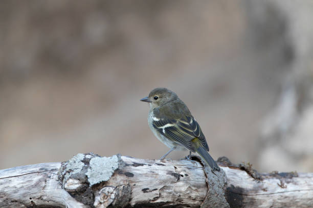 istock Madeira Chaffinch, Fringilla maderensis 1647693210