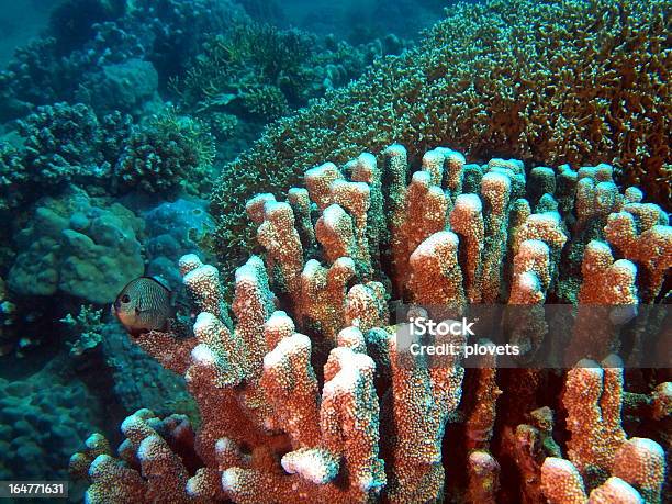 Photo libre de droit de Stone Corail banque d'images et plus d'images libres de droit de Au fond de l'océan - Au fond de l'océan, Caillou, Corail - Cnidaire