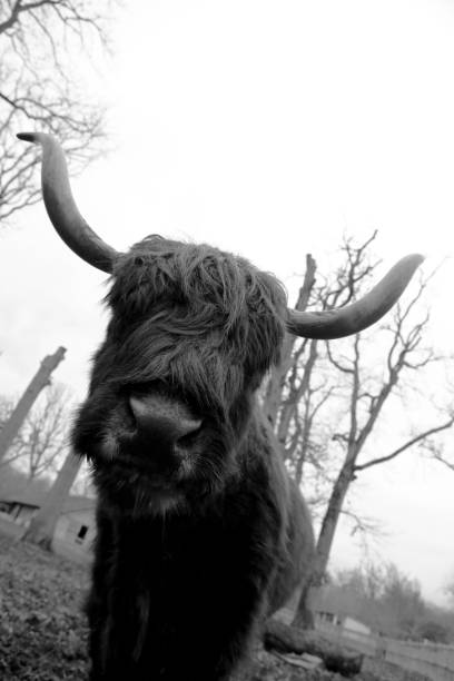 istock Standing buffalo on green dirty grass in park for cattle 1647731058