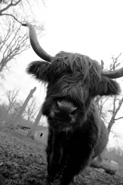 istock Standing buffalo on green dirty grass in park for cattle 1647731063