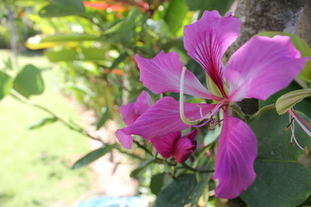 istock Purple Bauhinia Flower 1647731081