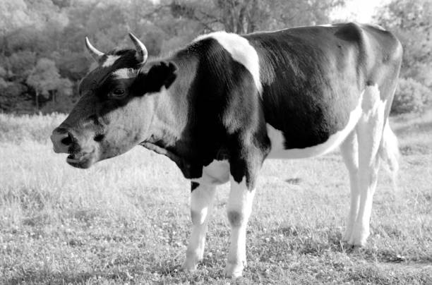 istock Funny single cow grazing on green summer meadow 1647731218