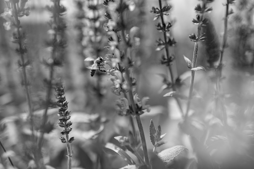 Wild bee on flower with nectar blooming in field countryside. Countryside consisting of bee, wild bright flower blooming on field. Field natural herb it wild flower blooming at countryside with bee.