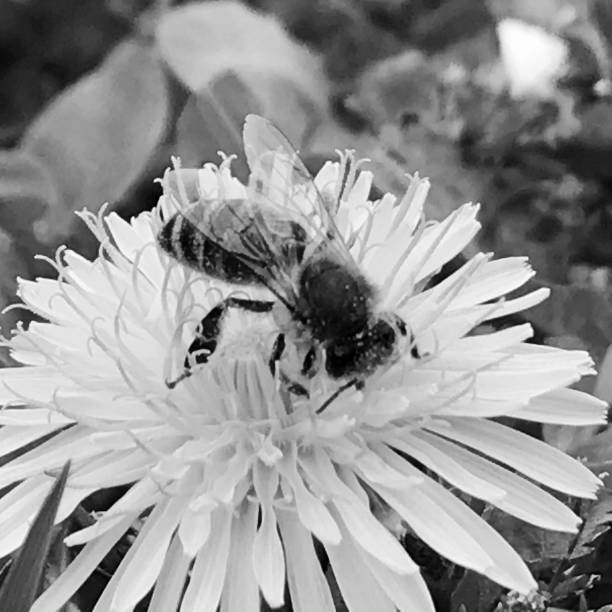 istock Winged bee slowly flies to the plant, collect nectar for honey 1647731404