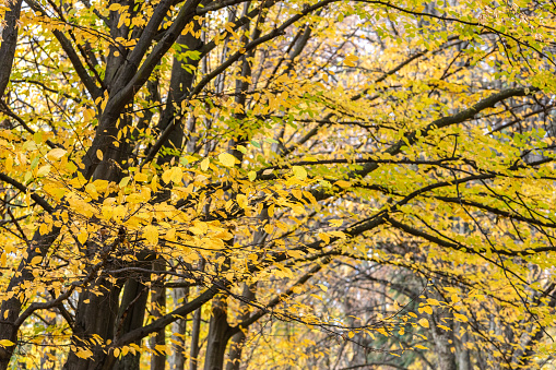 colorful scenery of beech trees with yellow foliage in autumn park. natural season background.