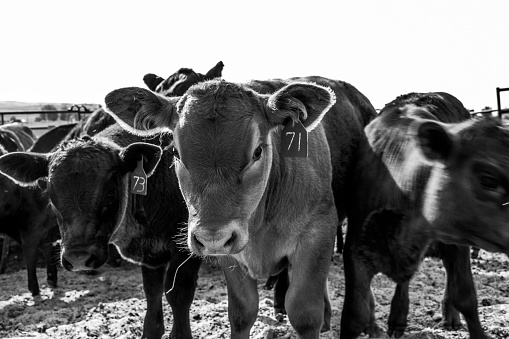 A group of cows gathered together in an outdoor, grassy field in grayscale