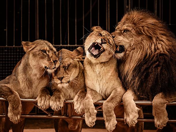 ライオンと 3 雌ライオン - circus lion ストックフォトと画像
