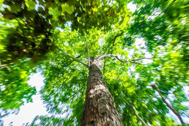 Blurry motion of green tree in tropical rainforest with zoom out technique.