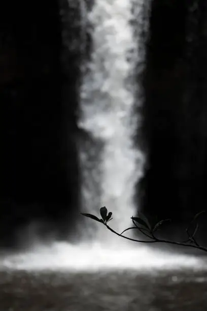 Photo of Abstract scene of silhouetted leaves with blurry waterfall inside dark cave.