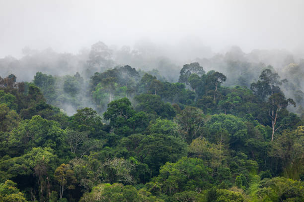 istock Fog covers greenery area inside tropical rainforest in rainy season. 1647736909