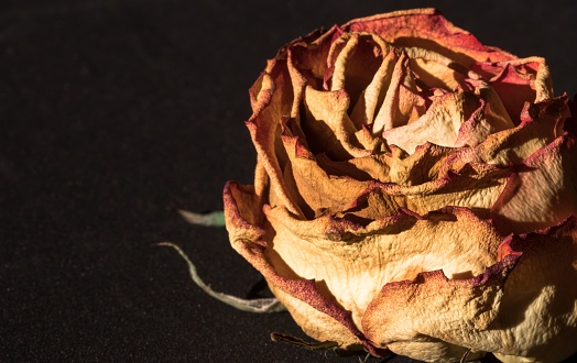 A faded pink rose flower with its petals wilting on a matte black background