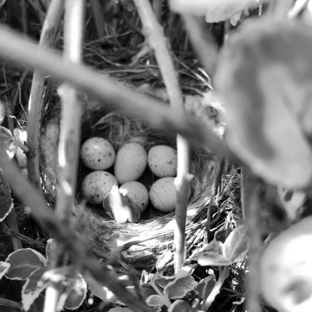 Eggs from oval strong shell waiting their mother in nest. Nest with young white eggs protected by thick shell. Nest bird consists of tree branches natural nature, heap round eggs with calcium shell