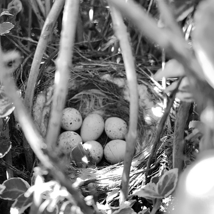 Eggs from oval strong shell waiting their mother in nest. Nest with young white eggs protected by thick shell. Nest bird consists of tree branches natural nature, heap round eggs with calcium shell
