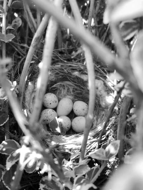 istock Eggs from oval strong shell waiting their mother in nest 1647737900