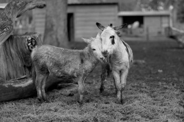 istock Pets donkey standing bored on dirty grass in zoo with short thin legs 1647737928