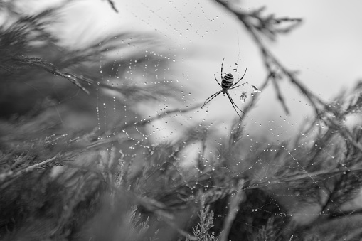 Photography to theme big tabby spider on dew web, close up on leaf background. Photo consisting of natural old spider on structured dew web. Beautiful dark spider on dew web hunts flies for nice food