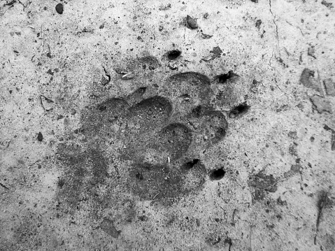 Photography to theme big footprint animal dog close up on gray earth background. Photo consisting of natural old footprint animal dog outdoors top view. Muddy dark footprint animal dog on dry ground.