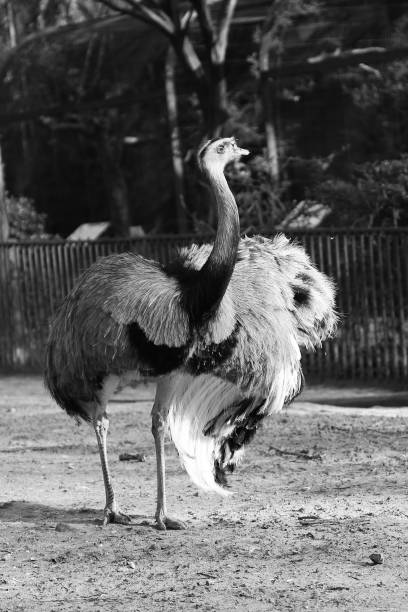istock One great white bird ostrich of feathers stand on long thin legs 1647738040