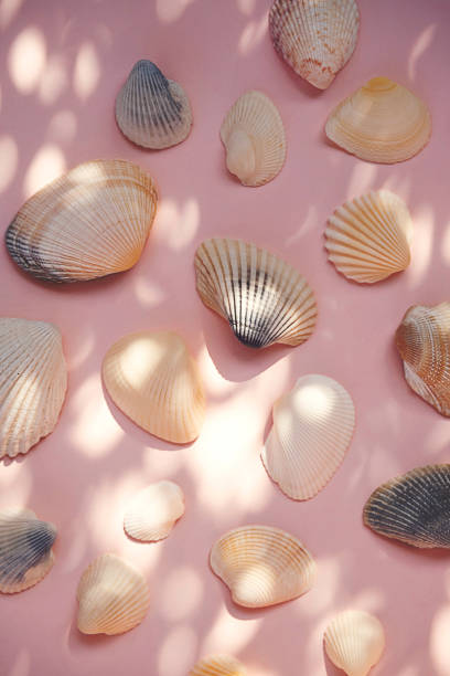 istock Seashells item. Beach memories concept. 1647739390