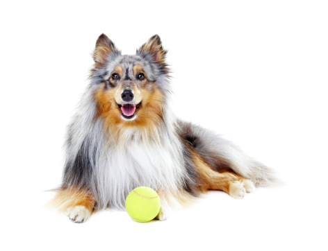 Healthy pedigree shetland sheepdog waiting alongside a tennis ball