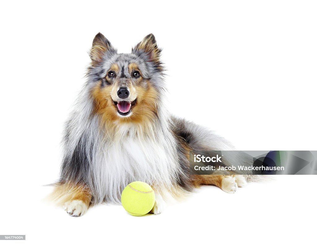 Waiting for a game... Healthy pedigree shetland sheepdog waiting alongside a tennis ball Dog Stock Photo