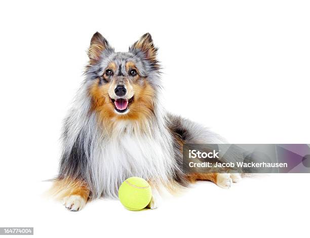 Waiting For A Game Stock Photo - Download Image Now - Dog, Sports Ball, White Background