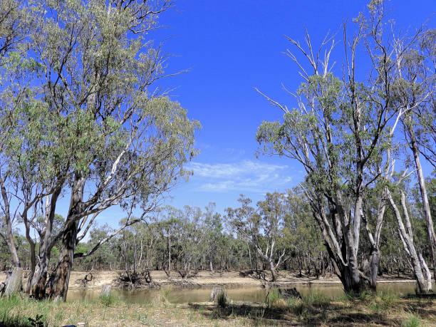 istock Barmah, Victoria, Australia 1647741850