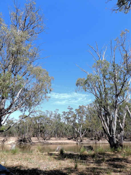 istock Barmah, Victoria, Australia 1647741854