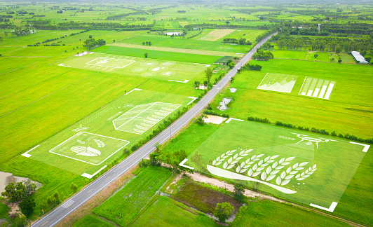 Smart Farm, an analysis of rice farming