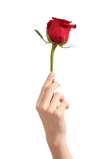 istock Beautiful woman hand holding a red rosebud 164775112